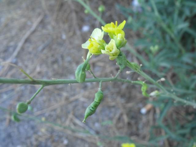 Diplotaxis tenuifolia